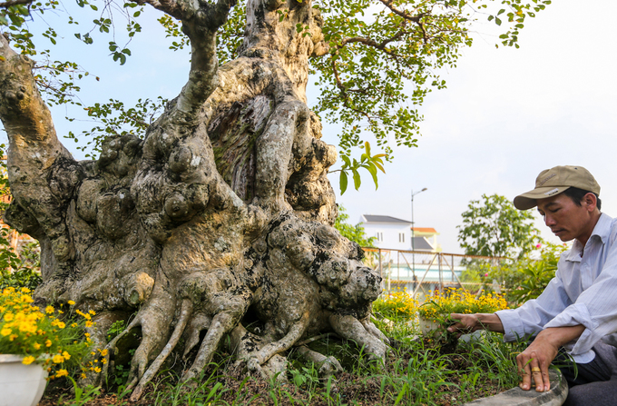 Cây bằng lăng ghép trăm tuổi giá hơn một tỷ đồng ở Sài Gòn
